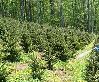 Cover photo for North Carolina Christmas Trees by the Numbers