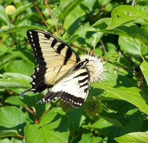 Cover photo for Chatham Conservation Partnership Meeting January 19 to Focus on Planning for Habitat Protection