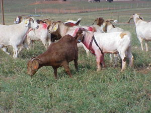 Cover photo for Will Body Condition Affect Breeding Success?