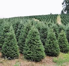 Cover photo for Choose and Cut Christmas Tree Farms in Transylvania County, NC
