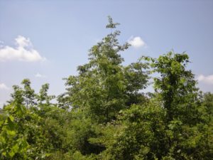Woodlands