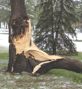 storm damaged tree