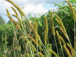 Cover photo for Foxtail Is Taking Over My Hay Field. What Can I Do to Control This Weedy Grass?