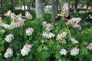 Cover photo for July Gardening Tasks in Transylvania County