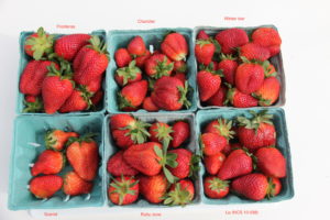 Cover photo for Replicated Breeding Trial Data Now Online