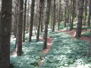 ginseng in the forest