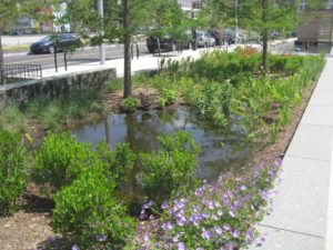 Rain Garden Photo by Alisha Goldstein, EPA