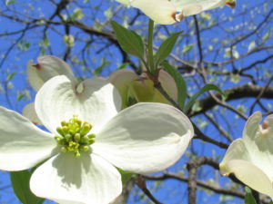 Dogwood tree blossom