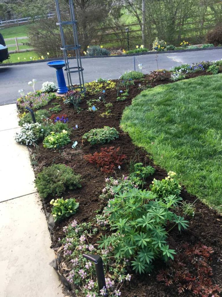 Beautiful mulched border of spring perennials