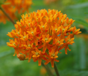 Cover photo for August Gardening Tasks for Transylvania County