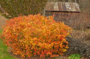 Cover photo for Gardening in October in Transylvania County