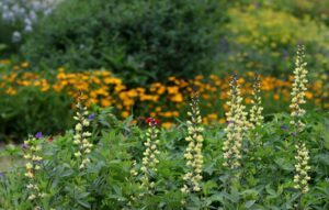 Cover photo for Virtual Tours of Extension's Pollinator Paradise Garden Will Get You Fired Up for Spring!