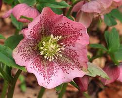 Hellebore in blook