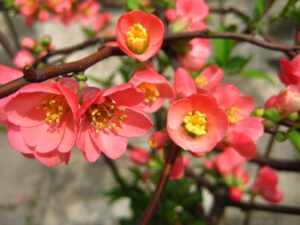 Flowering quince