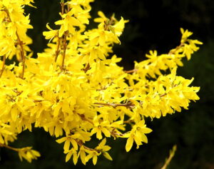 Forsythia bush in bloom