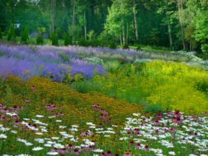 Perennial plant bed