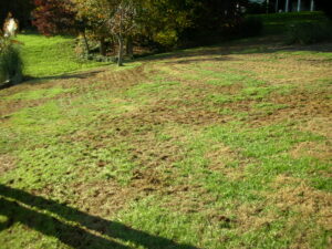 tall fescue renovation