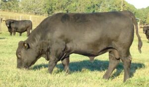 Cover photo for Bull Breeding Soundness Exams