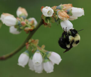 Cover photo for Register Now for Blueberry Production Webinar
