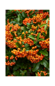 Pyracantha shrub with orange berries