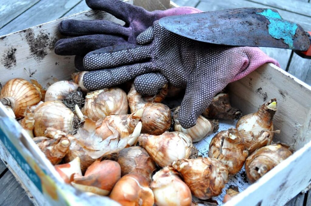 Flower bulbs and tools