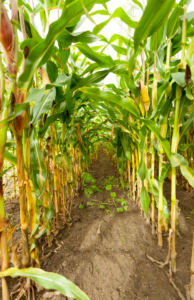 Cover photo for Corn Silage for Dairy and Beef Cattle Program - December 8, 2021