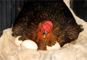 Hen on nest of eggs