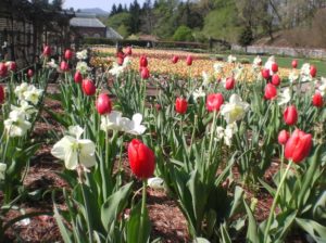 Cover photo for Master Gardener Spring Symposium - Designing the Gardens of Biltmore