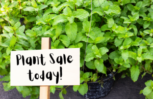 plant sale today