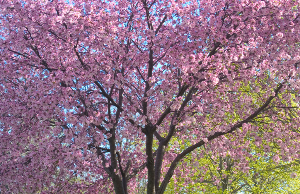 Crabapple in bloom