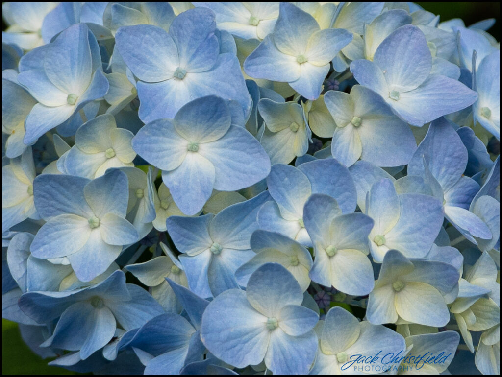 blue flowers