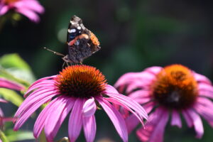 Cover photo for Designing a Beautiful and Beneficial Pollinator Garden