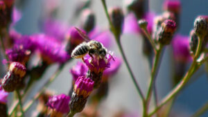 Cover photo for Celebrate Pollinator Week June 20-26