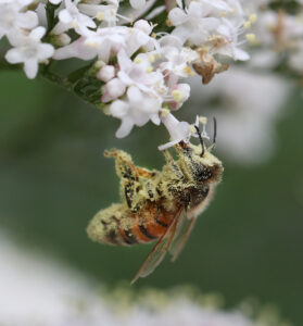 Cover photo for BEES Academy Offers Training for Experienced Beekeepers