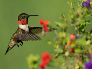 Hummingbird