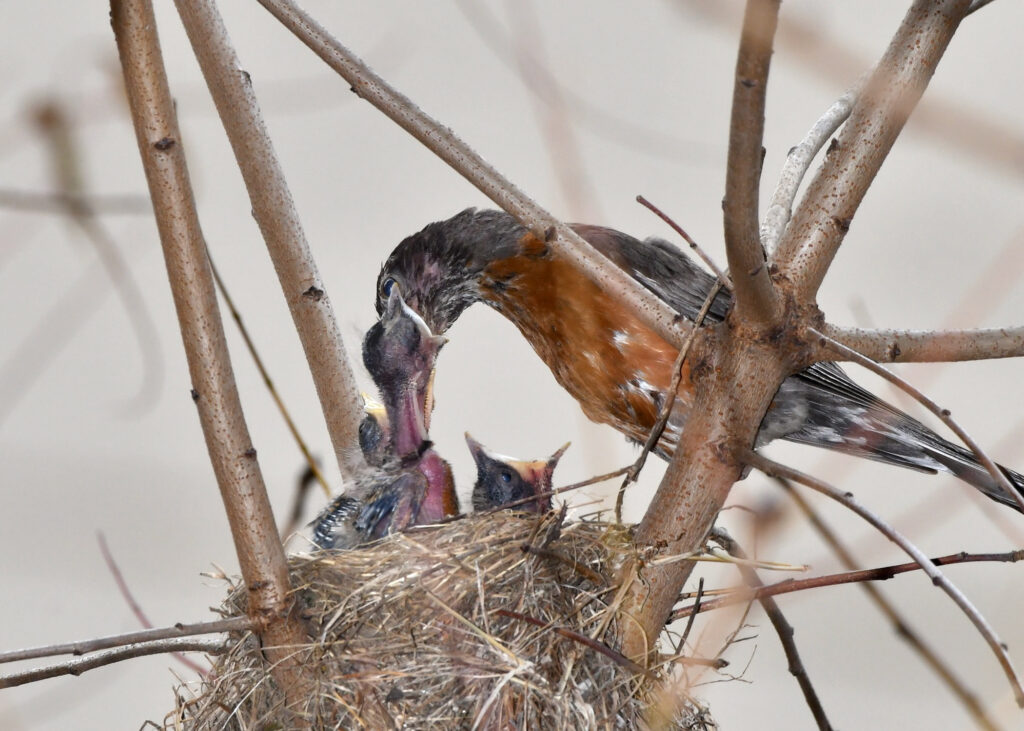 Robin feeding chicks