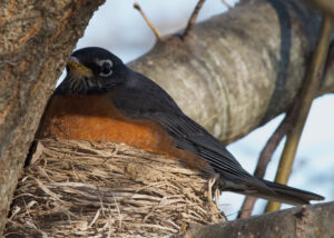 Robin sitting on nest