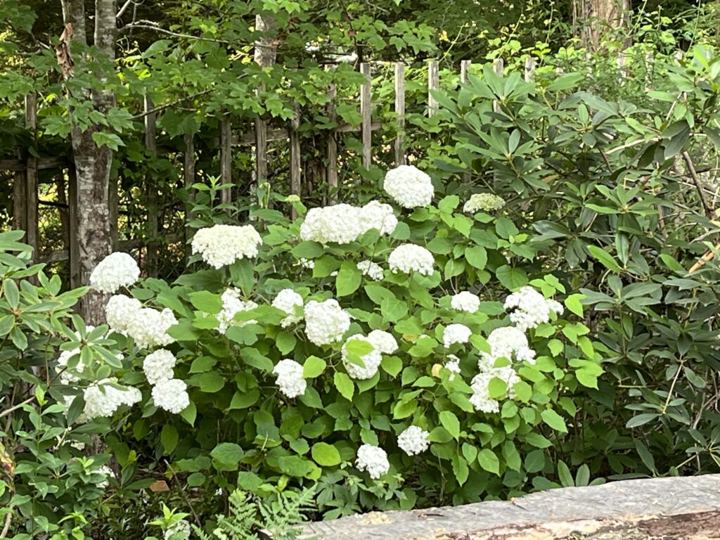 Woodland Garden Hydrangea in bloom