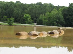 Flooded round hay bales