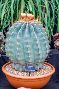 Large potted cactus with glaucus, barrel-shaped body.