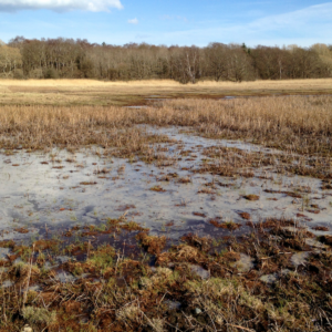 Flooded Pasture