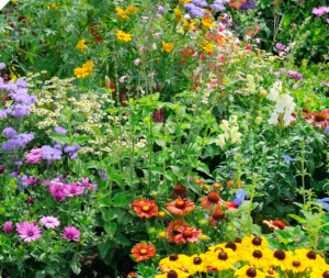 garden flowers in bloom