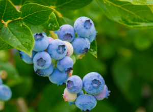 Blueberries