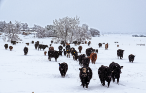 Cover photo for Bridging the Gap: Technologies to Improve Winter Feeding and Pasture Management