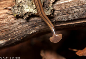 Hammerhead worm