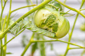 tobacco hornworm on tomato