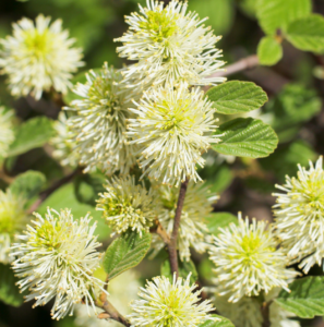Fothergilla flowers